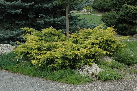 Old Gold Juniper (Juniperus x media 'Old Gold') in Portland Brunswick Falmouth Cumberland Biddeford Maine ME at Skillins Greenhouse Low Maintenance Shrubs, Rose Trees, Big Leaves, Garden Centre, Evergreen Shrubs, Types Of Soil, Trees And Shrubs, Ground Cover, Petunias