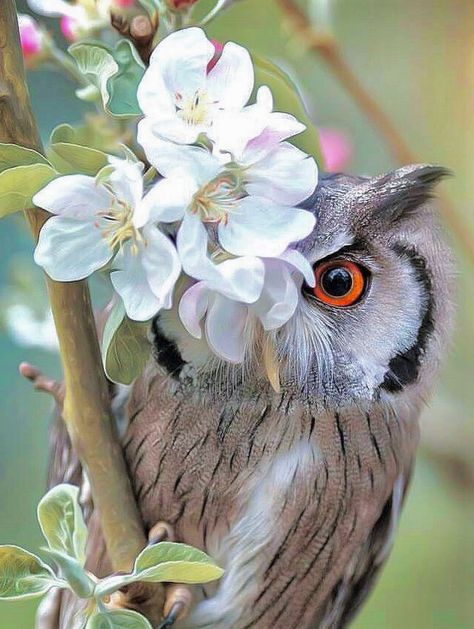 Owl peeking out from behind flowers. Owl Photography, Owl Photos, Owl Pictures, Animale Rare, Beautiful Owl, Bird Wallpaper, Owl Bird, Bird Pictures, Owl Art