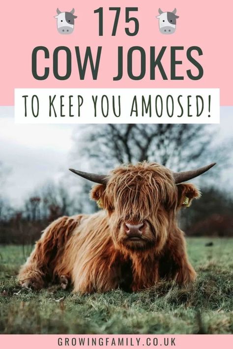 175 cow puns and cow jokes for udderly silly fun - Growing Family Cow Jokes, Cutest Cows, Kid Friendly Jokes, Cow Puns, Kid Jokes, Holiday Jokes, Nature Craft, Cows Funny, Friends Laughing