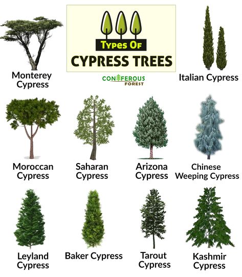 Discover more about cypress trees – what are the different types, what do they look like, where and how fast do they grow, how long do they live, what are their uses Types Of Cypress Trees, Landscaping With Cypress Trees, Italian Trees Landscaping, Cypress Tree Art, Arizona Cypress Tree, Japanese Cypress Tree, Bald Cypress Tree Landscapes, Italian Cypress Trees Landscaping, Monterey Cypress Trees