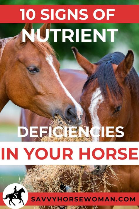 Horse Healing, Horse Nutrition, Horse Farm Ideas, Barn Hacks, Horseback Riding Tips, Equine Nutrition, Small Barns, Horse Information, Healthy Horses