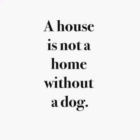 Dog Quote, 20th Quote, Bohol, Best Friend Quotes, Animal Quotes, Dog Quotes, Love Your Life, A Quote, Mans Best Friend