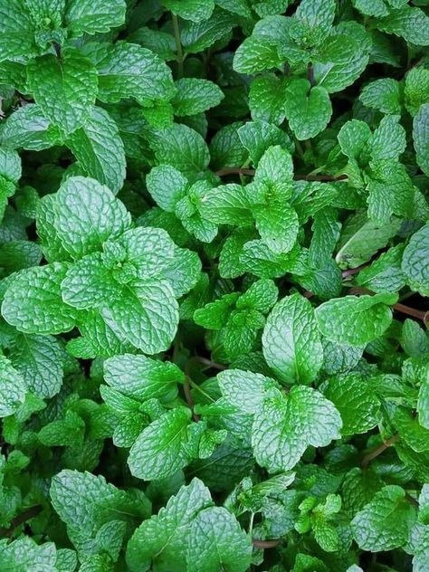 Freeze Cilantro, Herbs For Inflammation, Herb Planting, How To Grow Mint, Herb Photography, Daun Mint, Grow Mint, Mint Plant, Mint Aesthetic