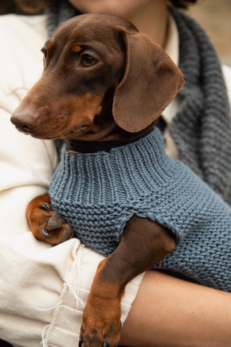 Every pup deserves the best 🐾 Treat yours to the Dog's Life Coat to keep them toasty and warm in the winter. Super soft with a snug fit, and rib stitch detailing at the neckline. #woolandthegang #dogslifecoat #knitting Dachshund Dog Sweaters, Crochet Dog Sweater Free Pattern, Knitting Patterns Free Dog, Crochet Dog Clothes, Dog Sweater Crochet Pattern, Dachshund Clothes, Dog Sweater Pattern, Pet Sweaters, Knit Toys