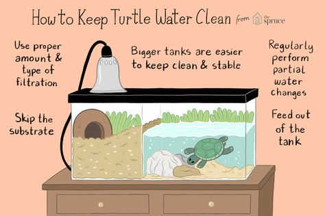 Small Turtle Tank, Pet Turtle Care, Aquatic Turtle Tank, Turtle Tank Setup, Turtle Enclosure, Turtles Pet, Turtle Terrarium, Red Eared Slider Turtle, Turtle Aquarium