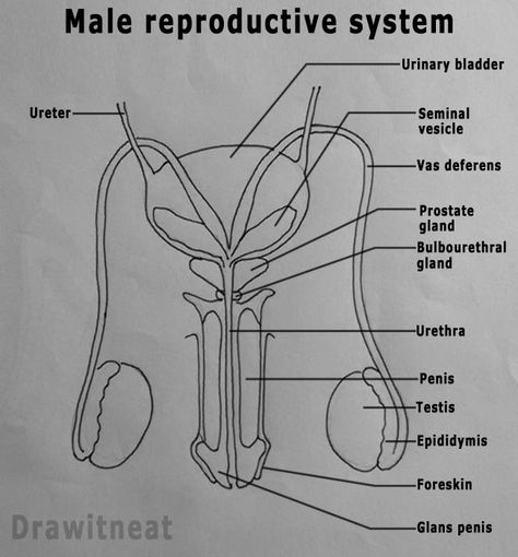 DRAW IT NEAT : How to draw Male reproductive system - Front view Anatomy Of Reproductive System, Body System Drawing, Male Reproductive System Notes, Reproductive System Notes, Female Reproductive System Diagram, Reproductive System Project, Drawing Biology, Tutorials On Drawing, Female Reproductive System Anatomy