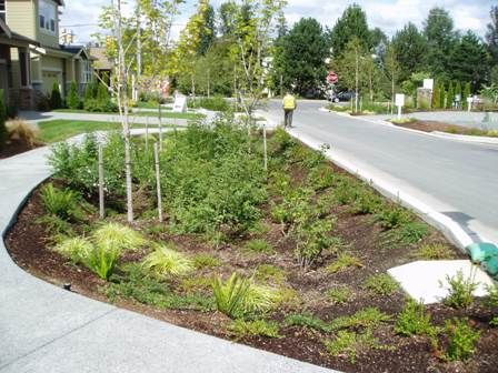 Rain Garden Rain Garden Design, Landscape Drainage, Water From Air, Street Trees, Water Collection, Rainwater Harvesting, Dry Creek, Water Management, Rain Garden