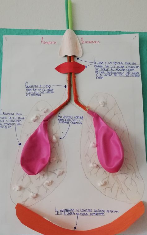 Lung Project, Class Activity, Class Activities, Lungs, Montessori, Diy And Crafts, Science