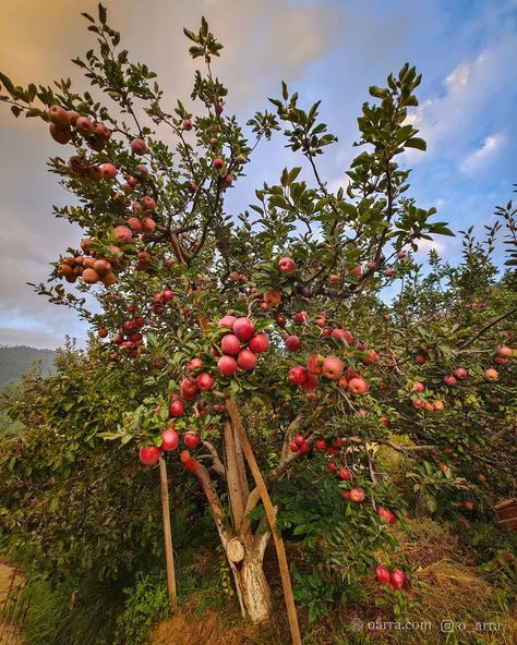 Apple Garden, Apple Farm, Apple Orchard, Himachal Pradesh, Red Apple, Photography, Quick Saves, Instagram, Mexico