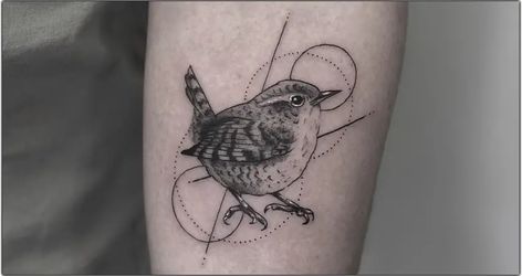 Wren Tattoos For Women, Wren Line Drawing, House Wren Tattoo, Jenny Wren Tattoo, Wren Tattoo Design, Cactus Wren Tattoo, Fairy Wren Tattoo, Carolina Wren Tattoo, Warbler Tattoo