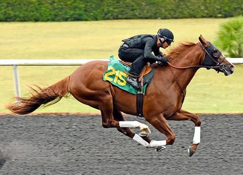 Horses Racing, Three Horses, Racing Horse, Thoroughbred Racehorse, Horse Anatomy, Thoroughbred Horse Racing, Race Horse, Horse Inspiration, Running Horse