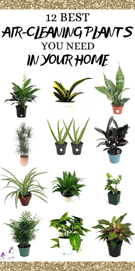 Air Cleaning House Plants, Air Cleaning Plants, Tanaman Indoor, Mosquito Repelling Plants, Artificial Plants And Trees, Plants For Hanging Baskets, Best Indoor Plants, Garden Types, Bathroom Plants