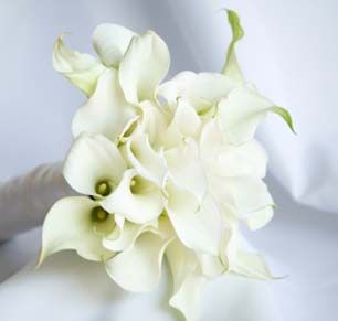 Flowers and Bouquets Calla Lily Wedding Decorations, February Wedding Flowers, Black And White Wedding Bouquet, Small Simple Wedding, Calla Lillies Bouquet, White Calla Lily Bouquet, Calla Lily Bouquet Wedding, Simple Wedding Bouquets, Mini Calla Lilies