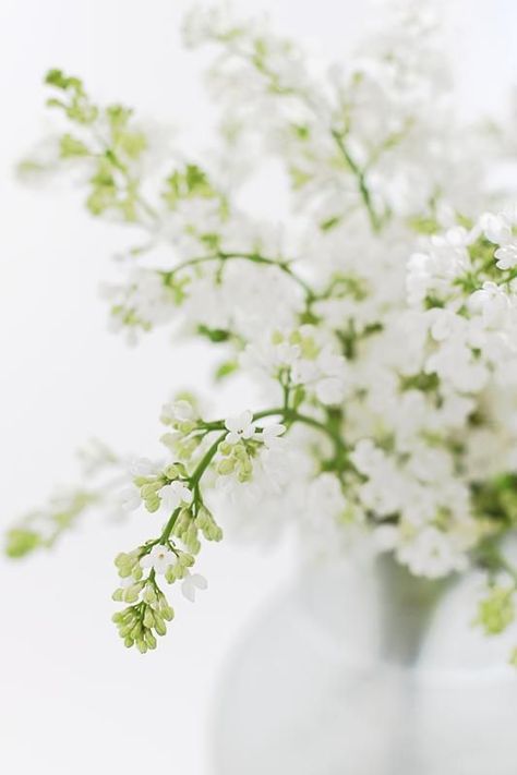 Color Duos, Dutch Home, Green Gardens, Spring Awakening, White Garden, Simply White, Flowers White, White Gardens, Deco Floral