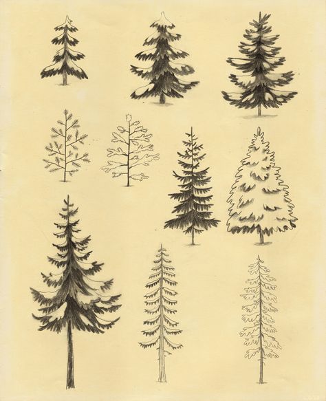 Types Of Pine Trees, Scottish Wildlife, Mountain Drawing, Tree Sketches, Drawing Projects, Animals Art, Tree Drawing, Art How, Arte Floral