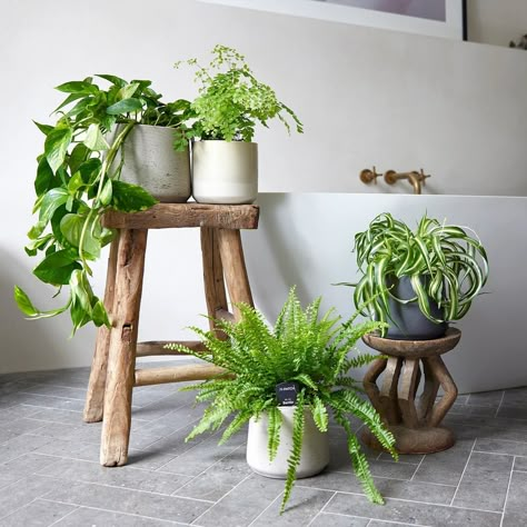 Bathroom Decor With Plants, Cane Products, Decor With Plants, Best Bathroom Plants, Bathroom Aesthetics, Backyard Storage Sheds, Plants Uk, Plant Mama, Backyard Storage