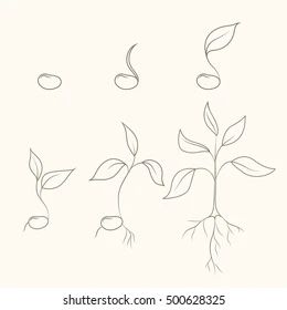 Seedling Drawing, Seed Tattoo, Seed Art, Tree Seedlings, Sprouting Seeds, Instagram Photo Frame, Seed Germination, Tree Seeds, Tree Tattoo