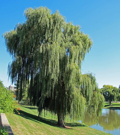 Used to have one of these in our backyard...Oh how I miss thee, weeping willow tree! Salix Babylonica, Rainbow Eucalyptus Tree, Nature Reference, Rainbow Eucalyptus, Weeping Willow Tree, Baobab Tree, Garden Shrubs, Weeping Willow, Tree Images