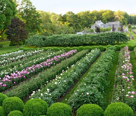 Farm Dream, Peony Farm, Cut Flower Farm, Farm Layout, Beautiful Farm, Cut Flower Garden, Peonies Garden, Westchester County, Nova York