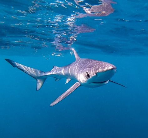 Swim With Sharks, Shark Photos, Species Of Sharks, Mako Shark, Travel Women, Shark Diving, Reef Shark, Shark Swimming, Shark Tattoos