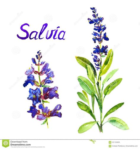 Blue Salvia Tattoo, Draw Nature, Blue Salvia, Rib Tattoo, Flowers And Leaves, Flower Drawing, Watercolor Illustration, Art Ideas, Poppies