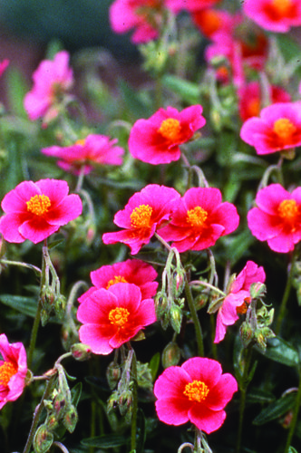 Helianthemum nummularium ‘Ben Ledi’  SUN ROSE. Evergreen. Zone 5. 1 ft. Late spring - early summer blooms. Full sun. Drought tolerant when established. Helianthemum Nummularium, Pnw Gardening, Northwest Garden, Deck Planters, Drought Tolerant Perennials, Making Plant Pots, Hardiness Zones, Zone 5, Mid Summer