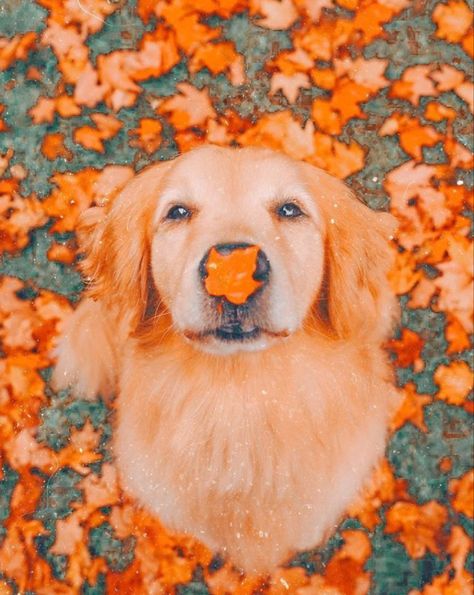 Golden Retriever, Cute Dogs, Orange, Halloween, Dogs