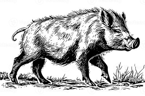 Wild Pig Illustration, Wild Pig Drawing, Wild Boar Illustration, Wild Boar Drawing, Boar Illustration, Pig Sketch, Traditional Tattoo Flash Sheets, Wild Pig, Pig Drawing