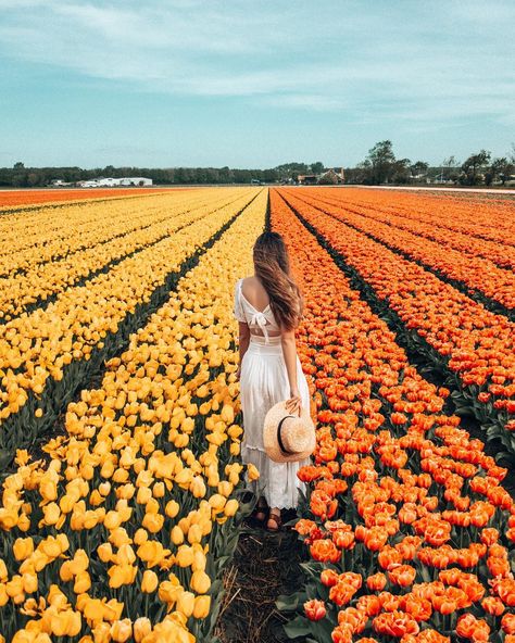 Chasing tulips in the Netherlands 🌷 ⁣⁣thank you to @famflowerfarm for showing us your beautiful fields! :::⁣⁣ I remember dreaming about… Tulip Season, Coastal Wallpaper, Spring Photoshoot, Flower Photoshoot, Tulip Festival, Tulips Garden, Tulip Fields, Garden Photography, Spring Aesthetic