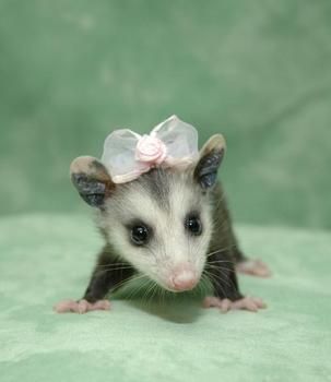 opossum SO CUTE!   My girl is penny poo,  she runs the house at night. Hangs on to my long hair. I love her Baby Opossum, Baby Possum, Awesome Possum, Cute Kawaii Animals, Kawaii Animals, Cute Animal Pictures, Sweet Animals, Adorable Baby, Ferret