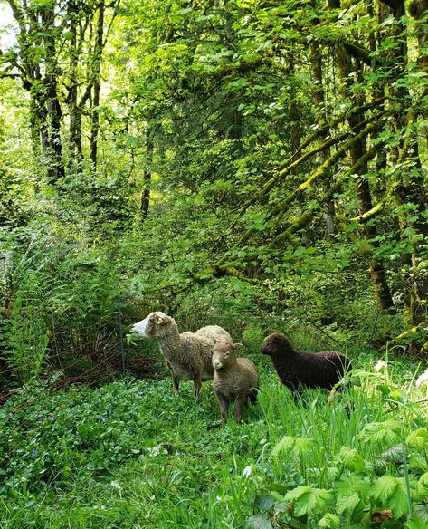 Irish Sheep Farm, Visionary Board, Raising Sheep, Homestead Skills, Forest Farm, Oregon Forest, Green Peace, Beautiful Oregon, Shetland Sheep