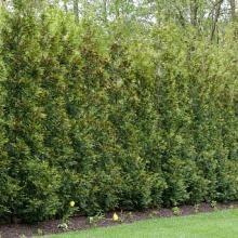 When you space these plants 2.5 feet apart, they'll fill in for a hedge in 2 to 3 years. https://www.greenwoodnursery.com/american-pillar-fastest-growing-privacy-hedge Giant Arborvitae, Thuja Plicata, Fast Growing Hedge, Rose Fertilizer, Arborvitae Tree, Long Blooming Perennials, Thuja Occidentalis, Privacy Trees, Plant Spacing