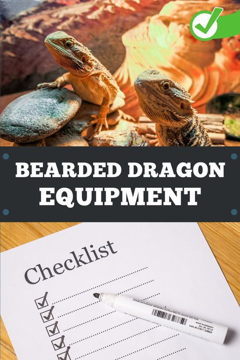 Looking for a list of bearded dragon items and equipment you need? Click through to our blog post for a comprehensive list. Bearded Dragon Accessories, Bearded Dragon Terrarium Ideas, Dragon Terrarium, Dragon Accessories, Bearded Dragon Terrarium, Bearded Dragon Habitat, Pet Lizards, Terrarium Ideas, Bearded Dragon