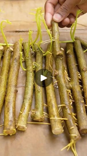 33K views · 607 reactions | Grafting and Planting Tips 2024 #plants #grafting #pruning #garden #homegarden #flowers | Claudia Puig | Claudia Puig · Original audio Grafting Plants, Planting Tips, Planting, Home And Garden, Audio, The Originals, Plants, Flowers