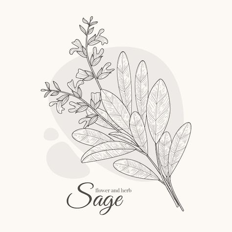 Premium Vector | Hand drawn sage drawing illustration Sage Drawing, Sage Illustration, White Sage Plant, Sage Plant, Plant Drawing, Business Card Maker, Flyer Maker, Poster Maker, Card Banner