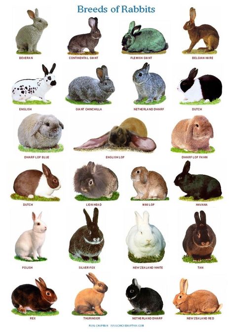 Pet Rabbit Care, Rabbit Farm, Meat Rabbits, Raising Rabbits, Pet Bunny Rabbits, Rabbit Breeds, Rabbit Colors, Bunny Care, Rabbit Cages