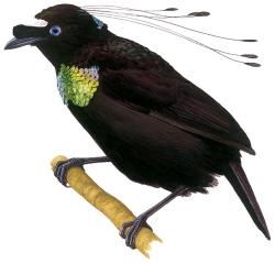 Arfak parotia (Parotia sefilata) Length:  33 cm Habitat:  mountain forest Region:  New Guinea Parotia Bird, Western Parotia, Bird Room, Zoo Art, Mountain Forest, Paradise Found, New Guinea, Pretty Birds, Bird Photo