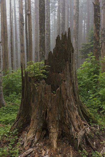 Natural Pictures Aesthetic, Tree Stump Aesthetic, Tree Stump Photography, Mossy Tree Stump, Tree Stump Reference, Tree Reference Photography, Tree Stump Painting, Tree Stump Tattoo, Stump Painting