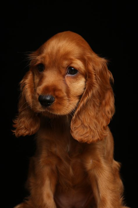 Red Cocker Spaniel Puppies, Cocaspanial Dog, Baby Cocker Spaniel Puppies, Coco Spaniel, Red Cocker Spaniel, Bird Dog Training, Perro Cocker Spaniel, Irish Setter Dogs, Dog Anatomy