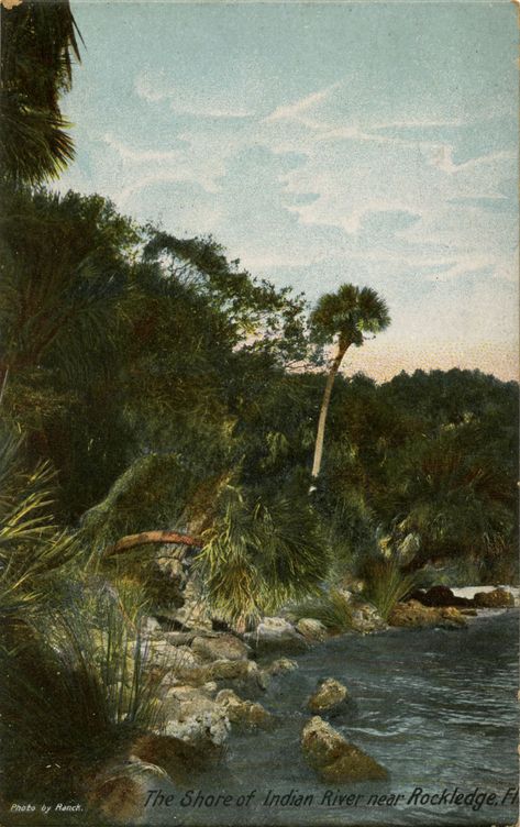 The shore of Indian River near Rockledge, Florida. | Florida Memory Brevard County Florida, Riva Boat, Southern Things, Florida History, Florida Garden, Melbourne Florida, North Florida, Drawings Ideas, Florida Girl