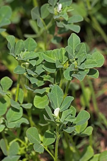 Fenugreek (Trigonella foenum-graecum) is a culinary herb belonging to the legume family Fabaceae. It is known as methi in India and is valued for its medicinal properties aside from its culinary importance. This spice has been around for centuries and proliferates in semi-arid regions. The fenugreek seeds and leaves are the popular parts of the plant used as ingredients. While safe for use in small amounts in foods, this herb can cause an adverse reaction in high dosages. There are many ways of Fenugreek Plant, Sorrel Plant, Fenugreek Tea, Kitchen Gardens, Herbs Garden, Jazz Dress, Medicinal Herb, Fenugreek Leaves, Green Veggies