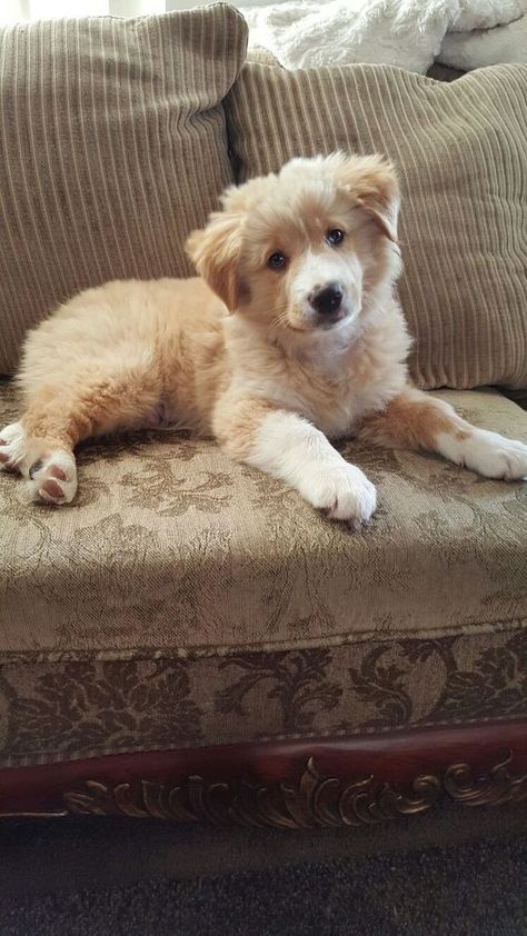 Golden Retriever Australian Shepherd, Australian Shepherd Mix, Golden Retriever Mix, Psy I Szczenięta, Retriever Puppy, Dogs Golden Retriever, Cute Dogs And Puppies, Golden Retrievers, Working Dogs