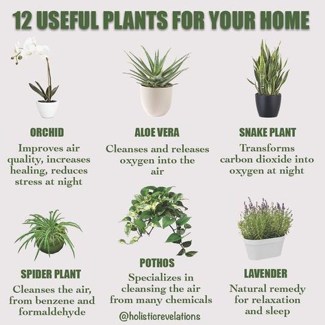 Indoor Plants For Health, Plants To Purify The Air, House Plants Purify Air, Healthy Indoor Plants, Plants Good For Air Quality, Best Indoor Plants For Oxygen, Healthy House Plants Indoor Air Quality, Small Plants Indoor Decoration Bedroom, Plants Air Purifying Indoor