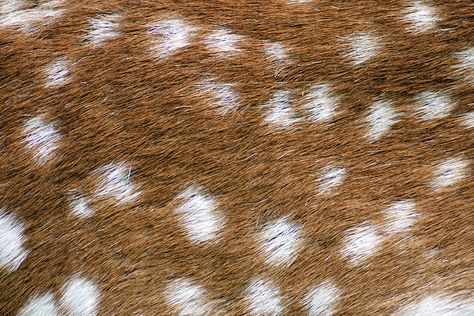 Natural Art #1 by Fabrice Voyer Fallow Deer, Catty Noir, Fantastic Mr Fox, Animal Fur, Lily Evans, Oh Deer, Back To Nature, Wild Life, Nature Art