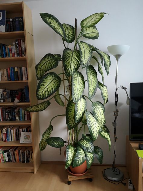 13 Houseplants That Grow Fast And Tall Big Leafy Indoor Plants, Best Big Indoor Plants, Giant House Plants, Best Large Indoor Plants, Tall House Plants Indoor, Mcm Plants, Large House Plants Indoor, Tall Houseplants, Hammock Room