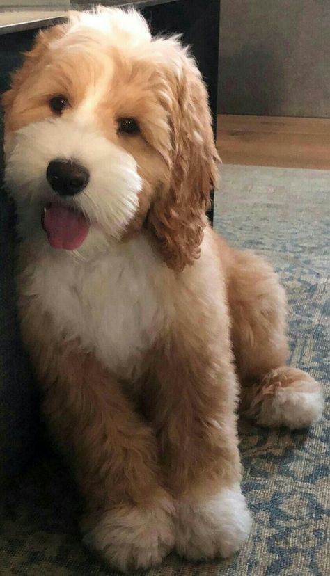 Doodles Dogs Breeds, Medium Golden Doodle, Medium Poodle, Tibet Terrier, Tips For Dogs, Poodle Miniature, Dog Mommy, Teddy Dog, Huge Dogs