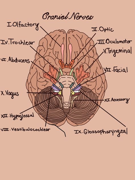 Cranial Nerves Diagram, Nerves System Anatomy, Anatomy Drawing Medical Art Brain, Organs Of Speech, Cranial Nerves Drawing, Nerves Drawing, Speech Pathology Aesthetic, Anatomy Drawing Medical Art, Slp Anatomy