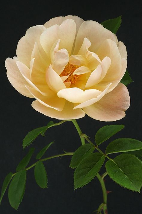 English Roses, Floral Reference, Gubahan Bunga, Belle Rose, Hybrid Tea Roses, Most Beautiful Flowers, English Rose, Pretty Plants, Big Flowers