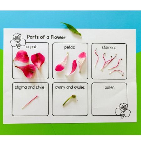 Parts of a flower – dissecting Alstroemeria plant science lesson - Wonder at the World Flower Dissection, Parts Of A Flower Worksheet, Parts Of Flower Worksheet, Parts Of Flower Project, Flower Parts Diagram, Flower Diagram Science, Parts Of Flower Diagram, Parts Of A Flower Lesson Plan, Plants Life Cycle Activities