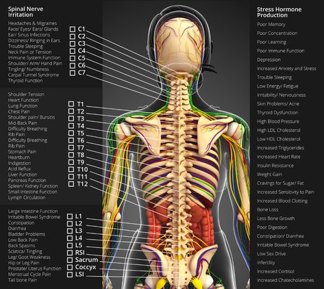 Nervous System Chart | Chiropractors Ogden Utah Nerves In Back, Nervous System Anatomy, Rib Pain, Peripheral Nervous System, Shoulder Tension, Spinal Nerve, Peripheral Nerve, Cranial Nerves, Ogden Utah